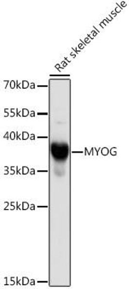 Cell Cycle Antibodies 1 Anti-MYOG Antibody CAB17427