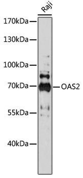 Immunology Antibodies 2 Anti-OAS2 Antibody CAB17428