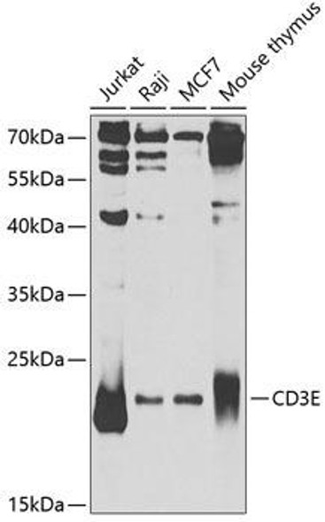 Immunology Antibodies 2 Anti-CD3E Antibody CAB1753