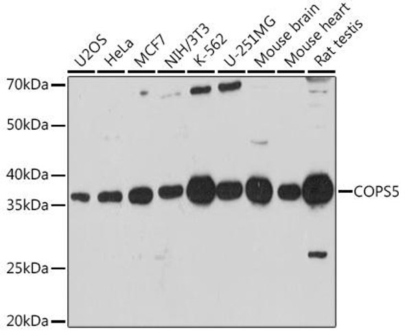 Cell Biology Antibodies 7 Anti-COPS5 Antibody CAB1766