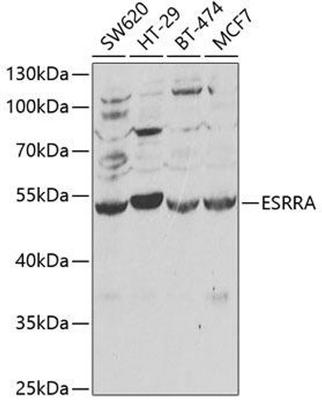Epigenetics and Nuclear Signaling Antibodies 3 Anti-ESRRA Antibody CAB1798
