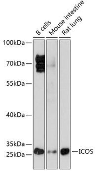 Cell Biology Antibodies 7 Anti-ICOS Antibody CAB1811