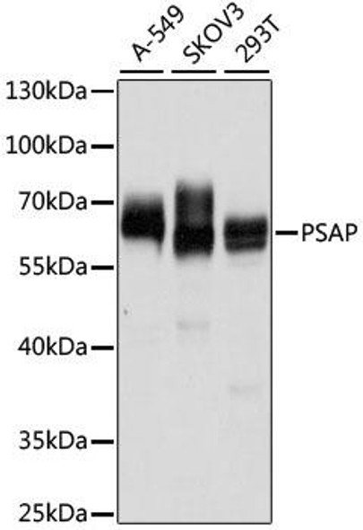Metabolism Antibodies 2 Anti-PSAP Antibody CAB1819