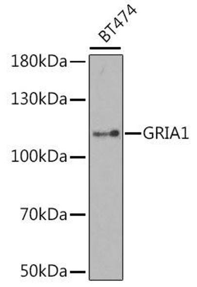 Signal Transduction Antibodies 2 Anti-GRIA1 Antibody CAB1826