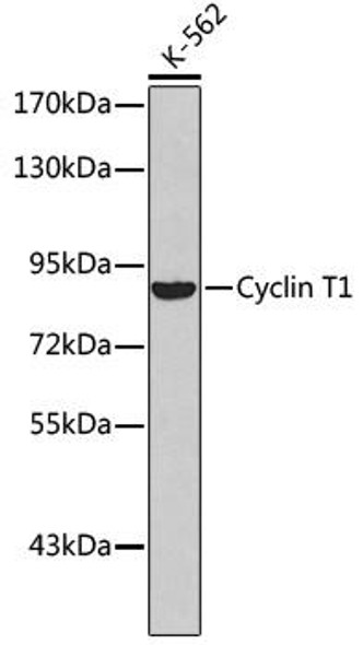 Cell Cycle Antibodies 1 Anti-Cyclin T1 Antibody CAB2057