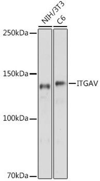 Cell Biology Antibodies 8 Anti-ITGAV Antibody CAB2091