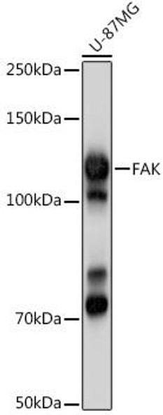 Cardiovascular Antibodies Anti-FAK Antibody CAB2114