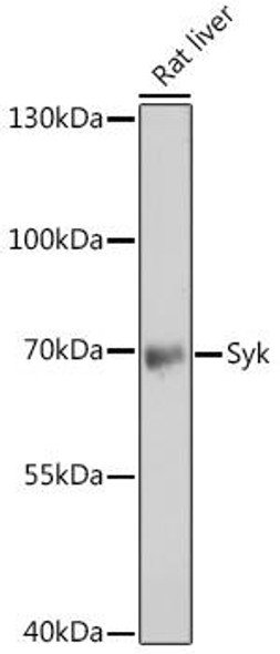 Immunology Antibodies 2 Anti-Syk Antibody CAB2123