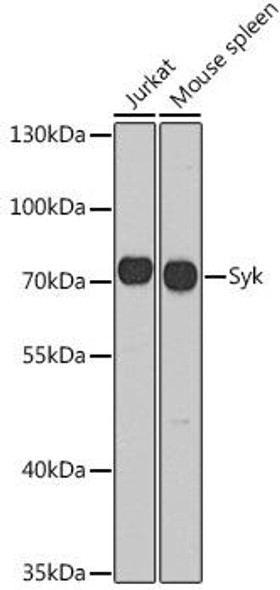 Immunology Antibodies 2 Anti-Syk Antibody CAB2123