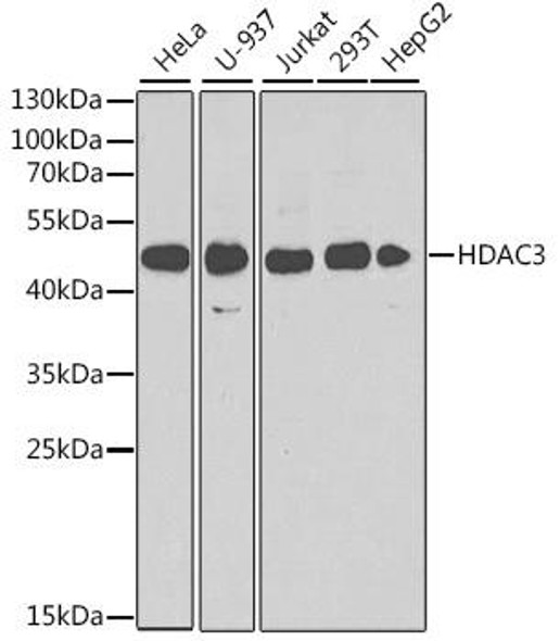 Cell Biology Antibodies 8 Anti-HDAC3 Antibody CAB2139