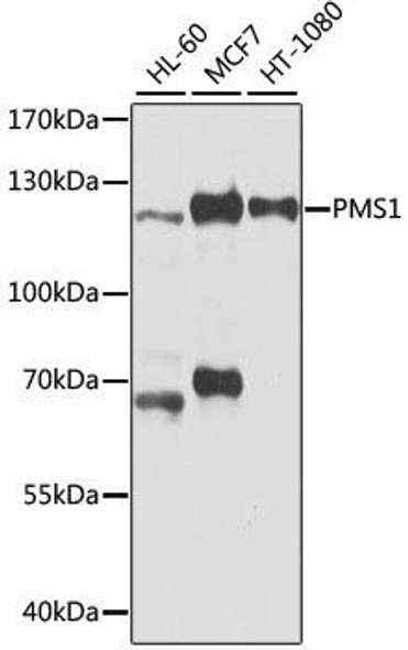 Epigenetics and Nuclear Signaling Antibodies 3 Anti-PMS1 Antibody CAB2183