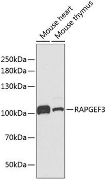 Cardiovascular Antibodies Anti-RAPGEF3 Antibody CAB2199