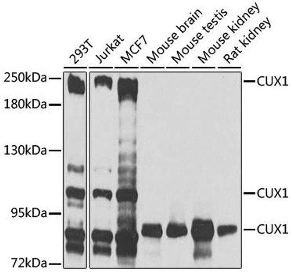 Cell Biology Antibodies 8 Anti-CUX1 Antibody CAB2213