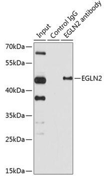 Cell Biology Antibodies 8 Anti-EGLN2 Antibody CAB2252