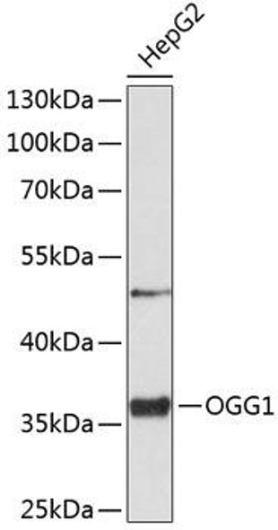 Epigenetics and Nuclear Signaling Antibodies 3 Anti-OGG1 Antibody CAB2268