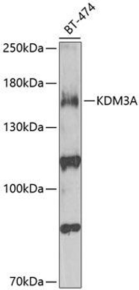 Developmental Biology Anti-KDM3A Antibody CAB2322