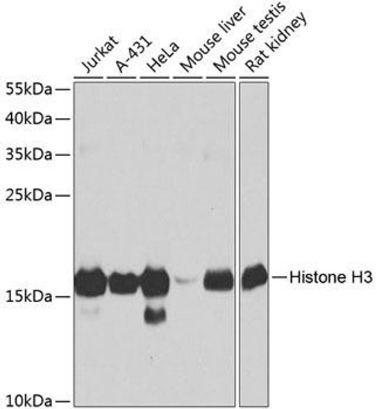 Epigenetics and Nuclear Signaling Antibodies 3 Anti-Histone H3 Antibody CAB2352