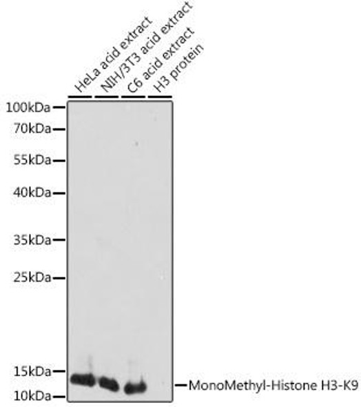 Epigenetics and Nuclear Signaling Antibodies 3 Anti-MonoMethyl-Histone H3-K9 Antibody CAB2358
