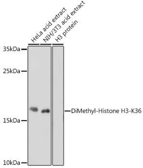 Epigenetics and Nuclear Signaling Antibodies 3 Anti-DiMethyl-Histone H3-K36 Antibody CAB2365