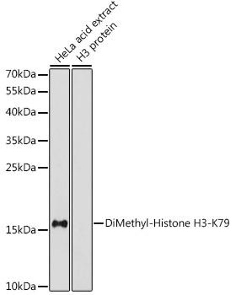 Epigenetics and Nuclear Signaling Antibodies 3 Anti-DiMethyl-Histone H3-K79 Antibody CAB2368