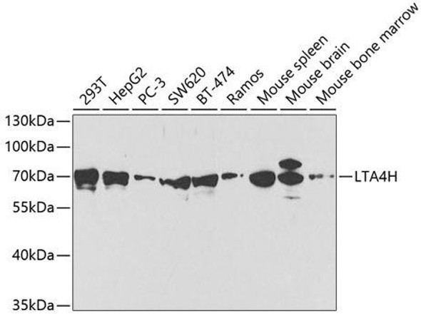 Metabolism Antibodies 2 Anti-LTA4H Antibody CAB2502