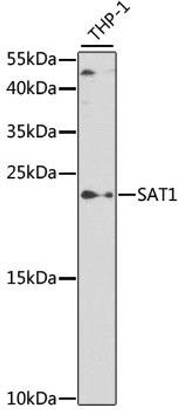 Cell Biology Antibodies 8 Anti-SAT1 Antibody CAB2506