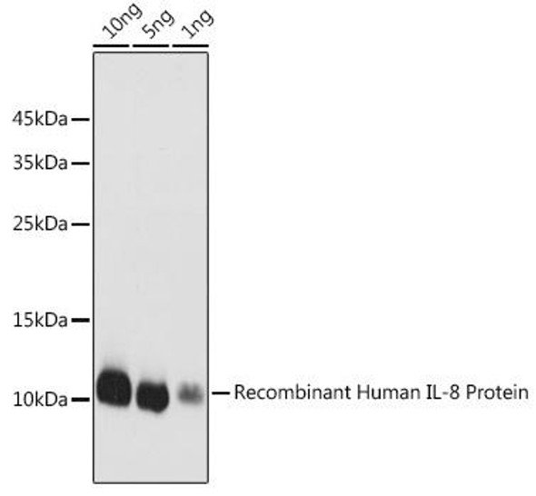 Cell Biology Antibodies 8 Anti-IL-8 Antibody CAB2541