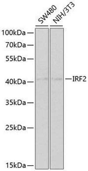 Epigenetics and Nuclear Signaling Antibodies 3 Anti-IRF2 Antibody CAB2558