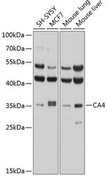 Cell Biology Antibodies 8 Anti-CA4 Antibody CAB2677