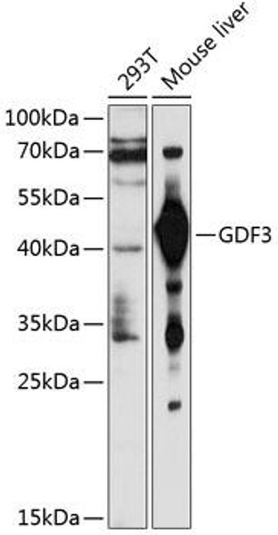 Cell Biology Antibodies 8 Anti-GDF3 Antibody CAB2738
