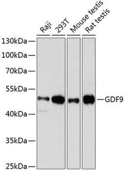 Cell Biology Antibodies 8 Anti-GDF9 Antibody CAB2739