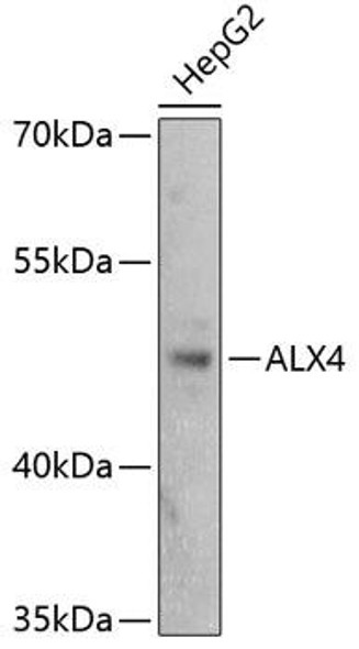 Epigenetics and Nuclear Signaling Antibodies 3 Anti-ALX4 Antibody CAB2834