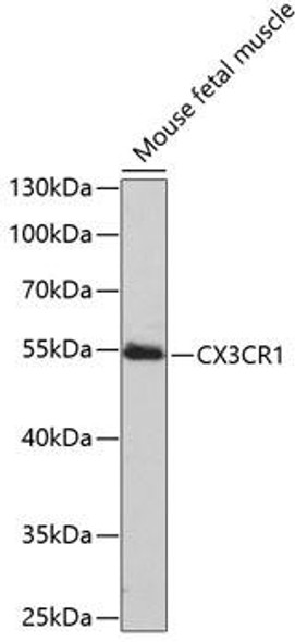 Immunology Antibodies 2 Anti-CX3CR1 Antibody CAB2890