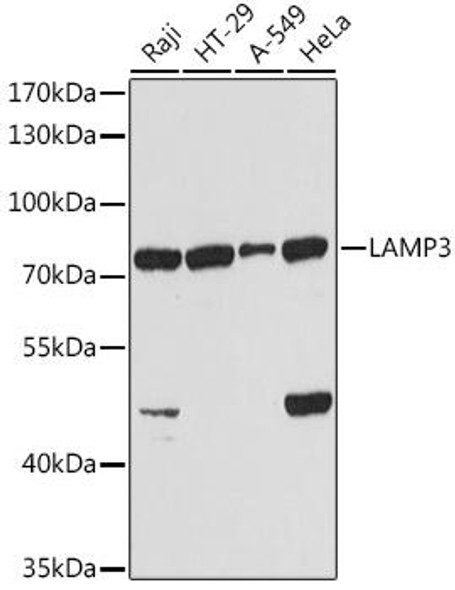 Immunology Antibodies 2 Anti-LAMP3 Antibody CAB2895