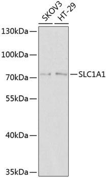 Signal Transduction Antibodies 2 Anti-SLC1A1 Antibody CAB2903