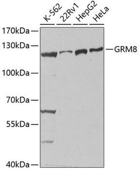 Signal Transduction Antibodies 2 Anti-GRM8 Antibody CAB2964