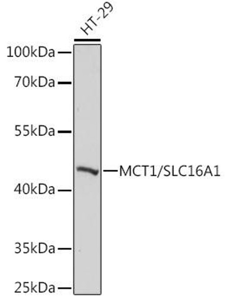 Signal Transduction Antibodies 2 Anti-MCT1/SLC16A1 Antibody CAB3013