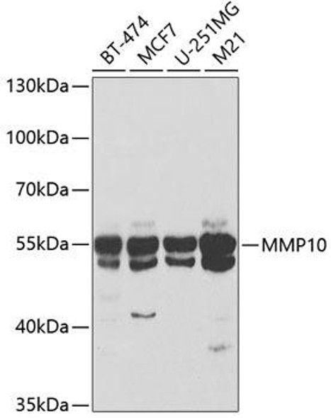 Cell Biology Antibodies 8 Anti-MMP10 Antibody CAB3033