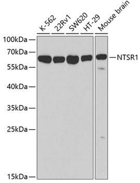 Cell Biology Antibodies 8 Anti-NTSR1 Antibody CAB3054