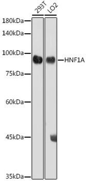 Epigenetics and Nuclear Signaling Antibodies 3 Anti-HNF1A Antibody CAB3092