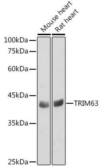 Signal Transduction Antibodies 2 Anti-TRIM63 Antibody CAB3101