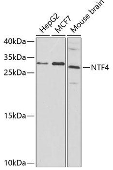 Cell Biology Antibodies 8 Anti-NTF4 Antibody CAB3180