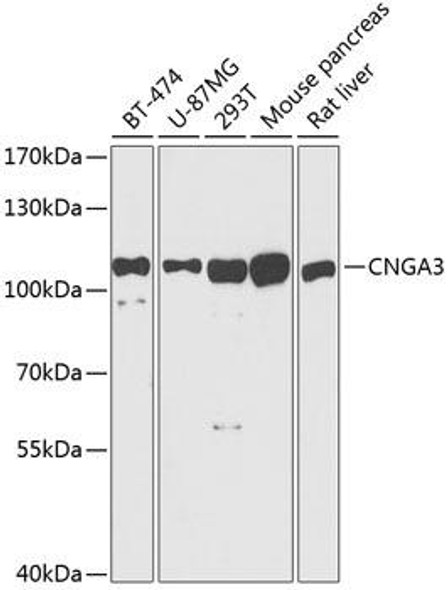 Signal Transduction Antibodies 2 Anti-CNGA3 Antibody CAB3288