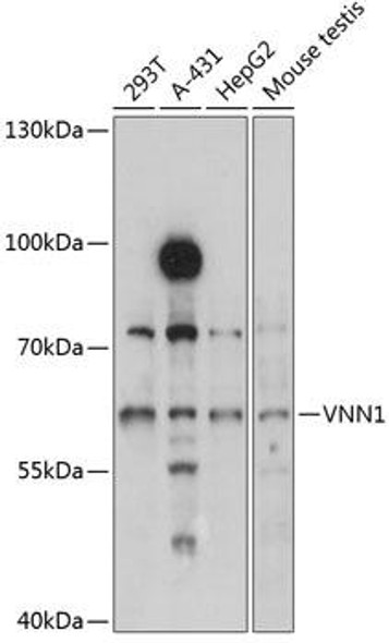 Signal Transduction Antibodies 2 Anti-VNN1 Antibody CAB3347