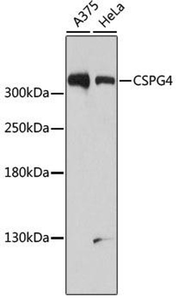 KO Validated Antibodies 1 Anti-CSPG4 Antibody CAB3592KO Validated
