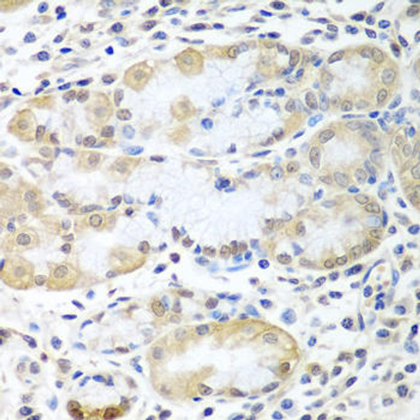 Signal Transduction Antibodies 2 Anti-ASNA1 Antibody CAB3746