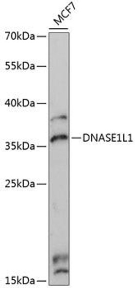 Cell Biology Antibodies 9 Anti-DNASE1L1 Antibody CAB3831