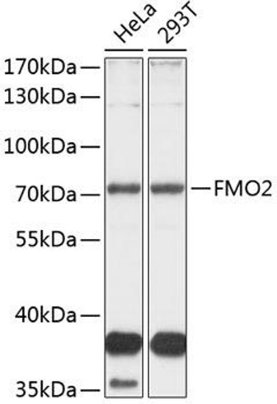 Cell Biology Antibodies 9 Anti-FMO2 Antibody CAB3864