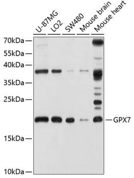 Cell Biology Antibodies 9 Anti-GPX7 Antibody CAB3902