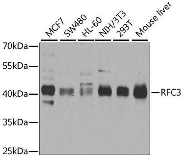 Epigenetics and Nuclear Signaling Antibodies 3 Anti-RFC3 Antibody CAB4075